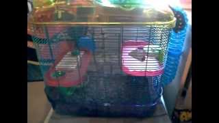 My pets: Bruce my syrian hamster