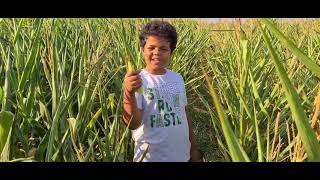 How & Where to Grow Corn in Romania... Green Romania… check it out…