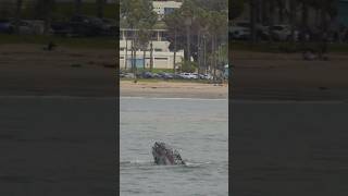 Baby whale PLAYS and beachgoers don’t even know it!