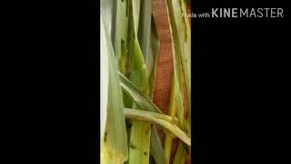 Fall Army Worm on Corn Crops