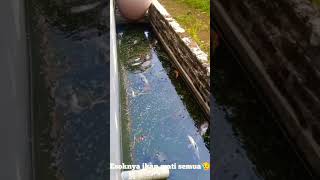 Ikan nya mati semua😭!! #ikanmati #sedih #viral #viral #videoshort