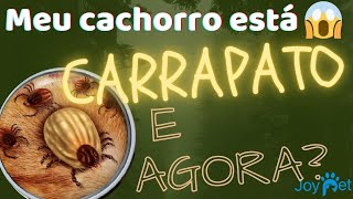 Carrapato em cachorro: veja o remédio que o Joy tomou e dicas de remédios caseiros. 👾 🐶🐾