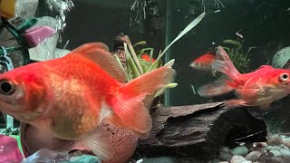 Relaxing Goldfish #aquarium setup