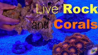 Adding Live Rock and Corals to Reef Tank | RedSea 200 G2