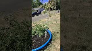 Blooming Dahlia's, harvested some dill, and cleaned up pool garden