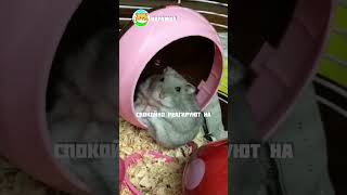 Видео с хомяками🐹 Кого выбрать джунгарского или сирийского хомяка? #яХрумка #хомяк #хомяки