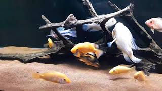 Midas Citranellum Cichlids