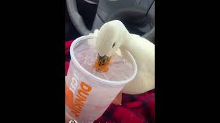 Dunkin Duck