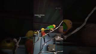 Janday conure 🦜 #viralvideo #viralshots #birds #birdslover #shorts #uniquecollection