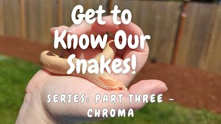 Get to Know Our Snakes! Series: Part Three - Chroma