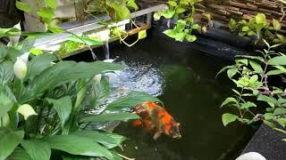 Relax And Happy With Beautiful Koi Fish | Thư Giãn Và Hạnh Phúc Với Cá Chép Nhật.