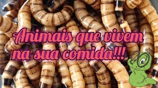 10 animais que moram na sua comida! #curiosidadessobreanimais #insetos #animais #biologia