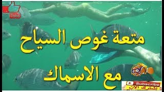 أجمل رحلة غوص مع اسماك البحر الاحمر بشرم الشيخ والغردقة