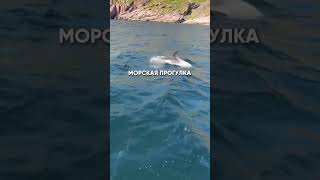 Летний тур на Север России #short #shorts #север #россия #туры #отдых