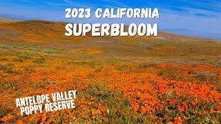 Superbloom at Antelope Valley Poppy Reserve