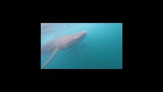 whale shark sequence 2