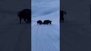 snowmobiling through East Gate of Yellowstone National park