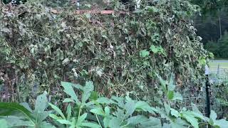 World’s Tallest Okra! || Evening Garden Stroll