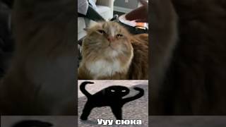 Кожаная засранка дразнит котю😾😾😾 #прикол #юмор #catshorts #кот #funnyvideo #funny #мем #meme