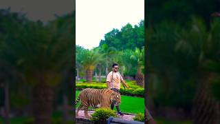 Beautiful Bengal Tiger Walks In Chain | Nouman Hassan