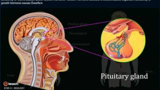 NERVOUS SYSTEM