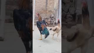 Shamo aseel pair | Aseel chicken