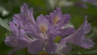 4K HDR Rhododendron Forest -  REALTIME Birdsong   8 Hours NO LOOP Bird Sounds