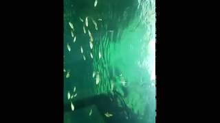 Acuario Veracruz 02