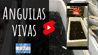 ⚕️ Anguilas vivas en Supermercado del Barrio Chino | BUENOS AIRES, ARGENTINA | #SHORTS 🔴