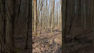 FOREST MANAGEMENT IN A FORGOTTEN FOREST...