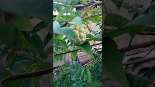 Buah Srikaya #shorts #shortvideo #mudik2024 #indonesia #rediredolha