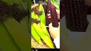 الذرة الاسود اندر واغلا  انواع الذرة 🌽🌽