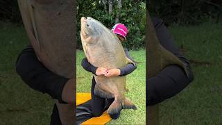 Catch Giant Fish 🐟 #trending #viralvideo #fishing #fyp #subscribe ❤️