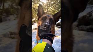 gsd dog #viral #dog #shortsfeed #shorts || Naksh Gurjar ||