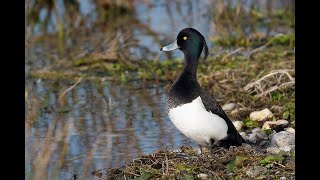 ULUABAT GÖLÜ ÖRDEK AVI, DUCK HUNTİNG 2018