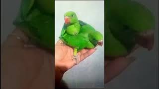 pure Bird's 🐦🕊️ ko tame karen 🐥🐣 #birds #shorts