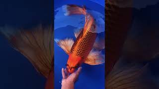 Do you like this one? #火phoenix koi #aquarium #ornamental fish kuaishou