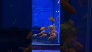 GOLD FISH #shorts #viral #fish #fishlovers #goldfish #aquarium