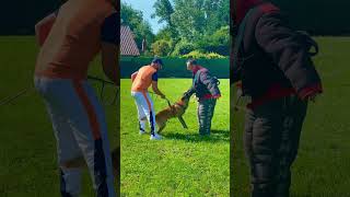 Le destin🙌 #malinois #video #dog #viral #chien #youtubeshorts #k9 #atom #chiots