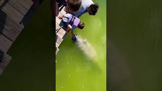 Special needs Manatee drinks from garden hose