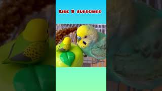 Cute 🥰 Budgie fun time! #birds #viral #parakeet #parrot #shorts#motivation #ytshorts