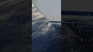 Magia bajo el agua: Delfines nadando en Tenerife