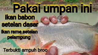 Sueer nggak bohong!!Galaknya umpan ini,,!!umpan bawal harian paling jitu