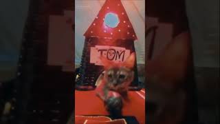 cat funny moments ²⁰²4