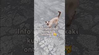 info ngobatin kaki kucing donk...