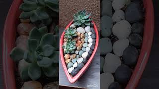 Succulents, indoor plants decor idea #pottedplants #terracegarden #succulents