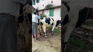 kalampur gorur haat 4/7/2024#viral #goru #cattlemarket #dhaka #bangladesh