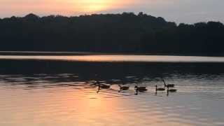 Geese Swimming in the Sunset