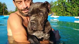 CANE CORSO в басейна. Малката Сири учим се да плуваме.