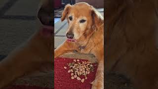 Feed Me Old Man Titan age 13 #goldendog #dog #lovegoldens #goldens #goldenretriever